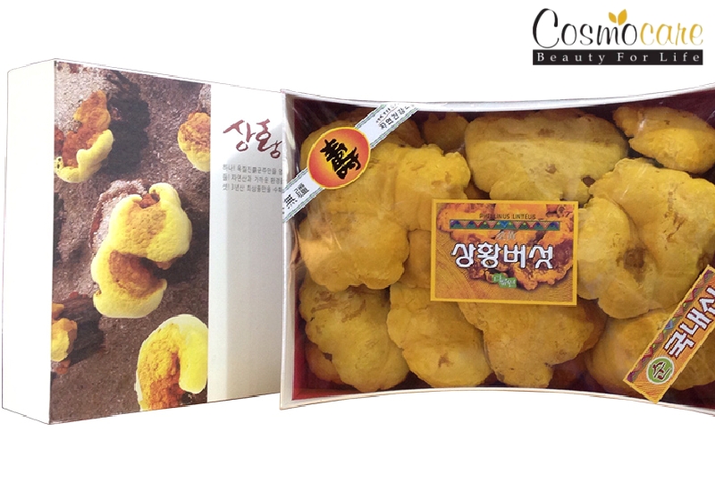 Nấm thượng hoàng