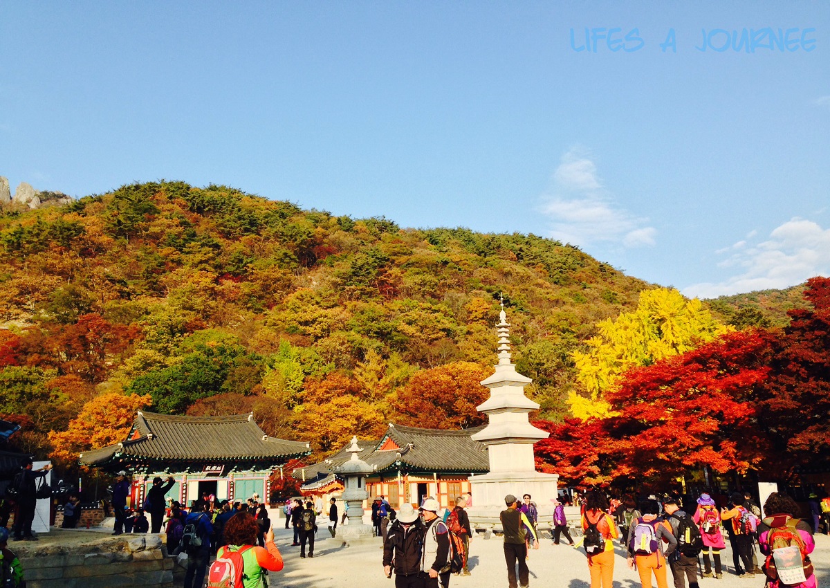 HÀN QUỐC RỰC RỠ HOA ANH ĐÀO: SEOUL - ĐẢO NAMI - CÔNG VIÊN YEOUIDO - CÔNG VIÊN EVERLAND