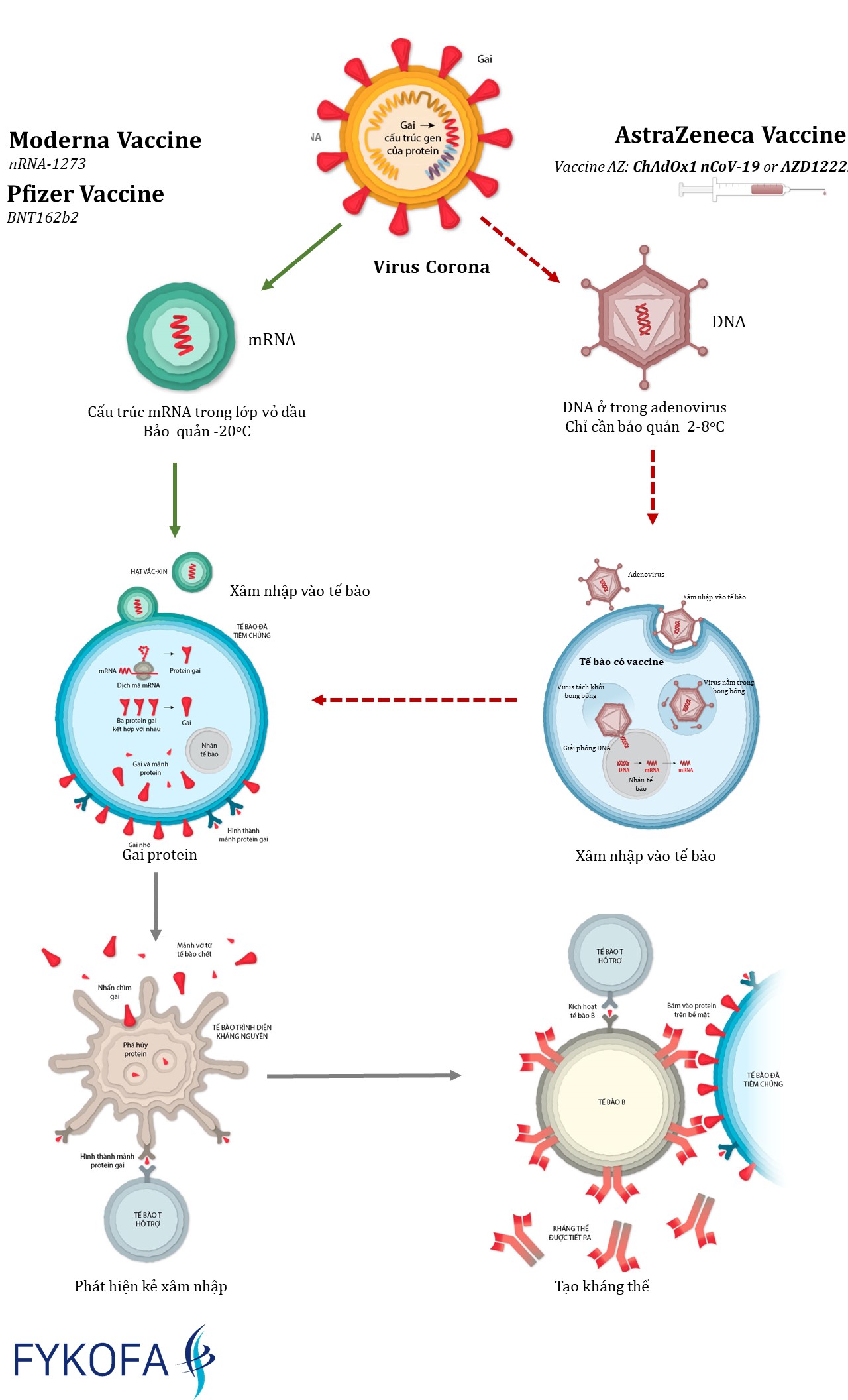 Cơ chế hoạt động của Vaccine điều trị SARS-CoV