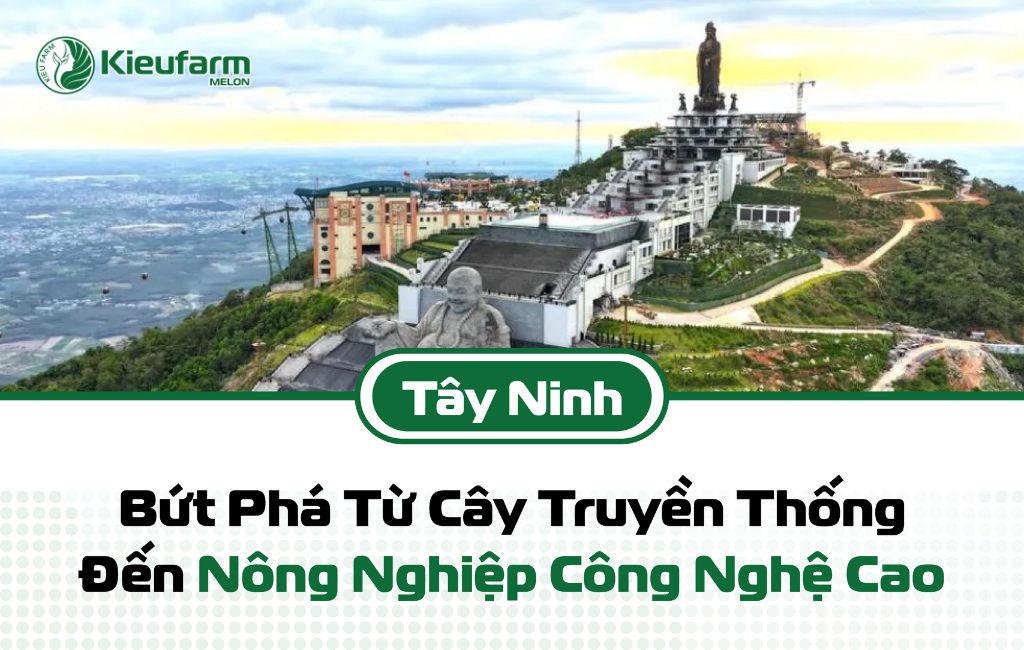 Tiềm năng mô hình nhà màng dưa lưới Tây Ninh