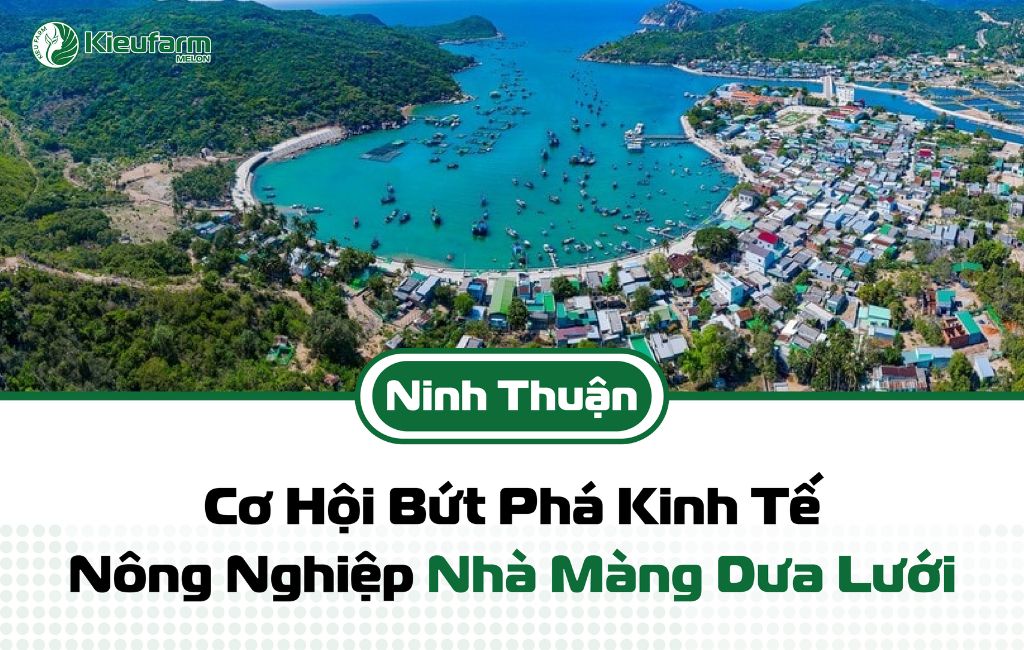 Mô hình nhà màng dưa lưới tỉnh Ninh Thuận