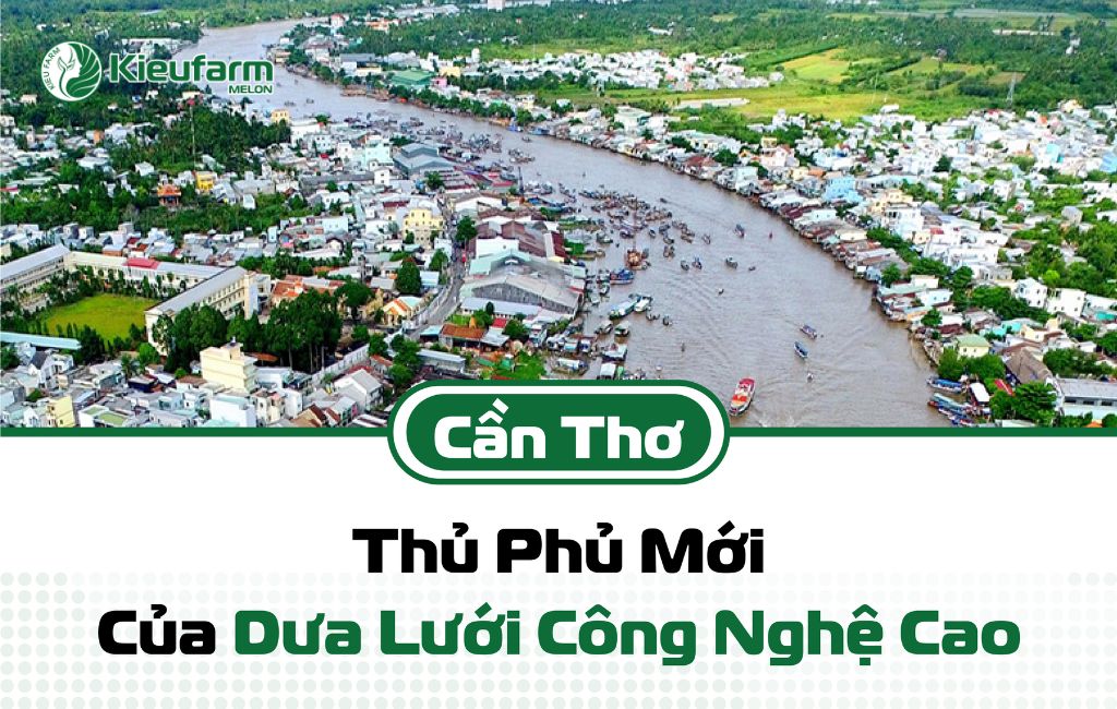 Đầu tư nhà màng dưa lưới công nghệ cao Cần Thơ