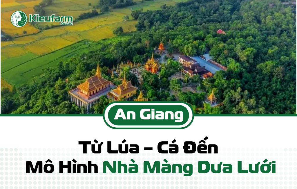 Phát triển mô hình nhà màng dưa lưới tại An Giang