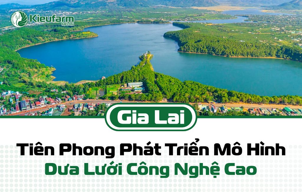 Phát triển mô hình nhà màng dưa lưới Gia Lai