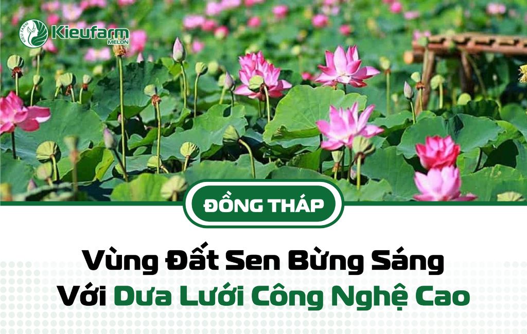 Mô hình nhà màng dưa lưới Đồng Tháp