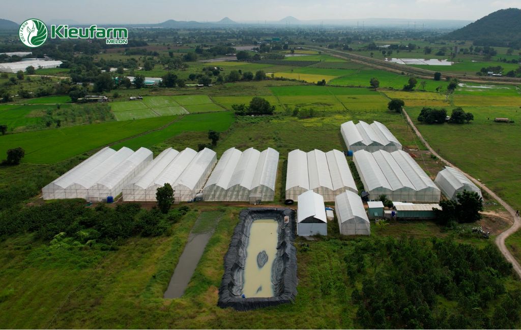 Tiền năng phát triển của mô hình nhà màng dưa lưới tại Bình Thuận