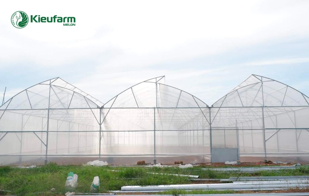 Tiền năng phát triển mô hình nhà màng dưa lưới Ninh Thuận