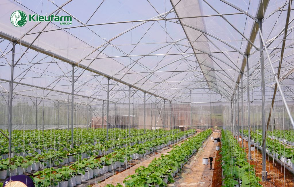 Gia Lai thuận lợi cho làm nhà màng dưa lưới 