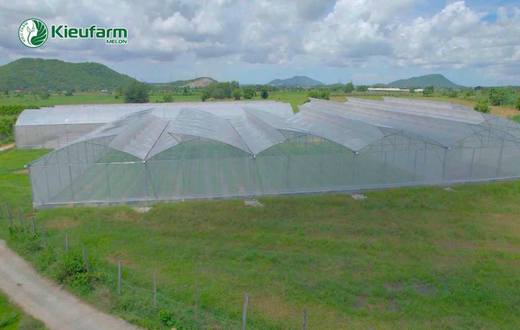 Đầu tư làm nhà màng dưa lưới An Giang