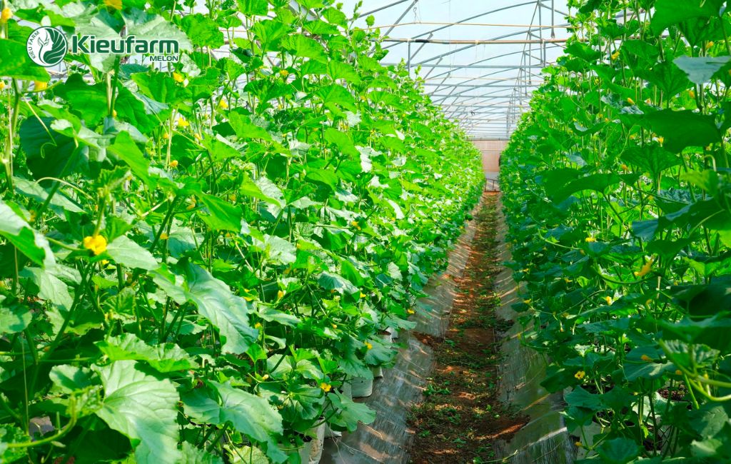 Hình ảnh thực tế nhà màng dưa lưới tại Đồng Tháp