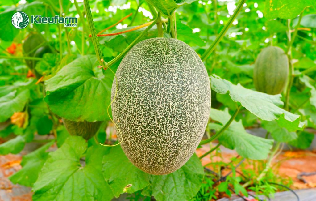 Đầu tư mô hình nhà màng dưa lưới tại Long An