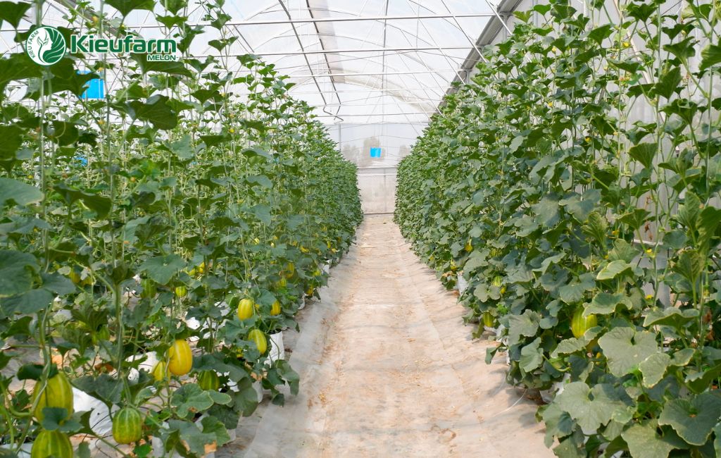 Kieufarm thi công nhà màng dưa lưới uy tín và trọn gói