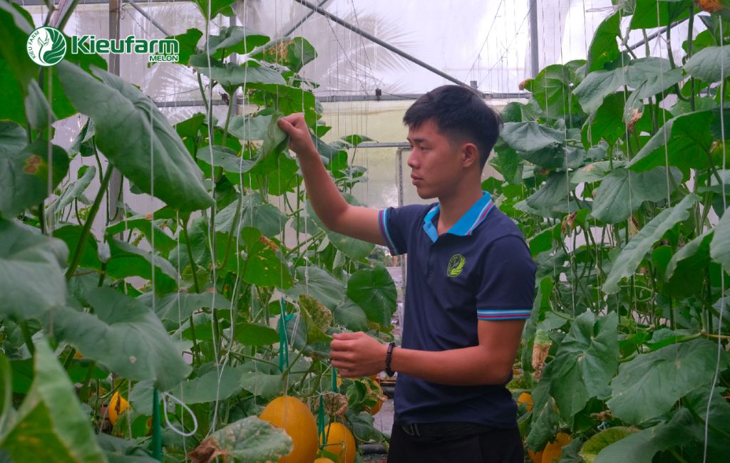 Lợi thế đầu tư nhà màng dưa lưới