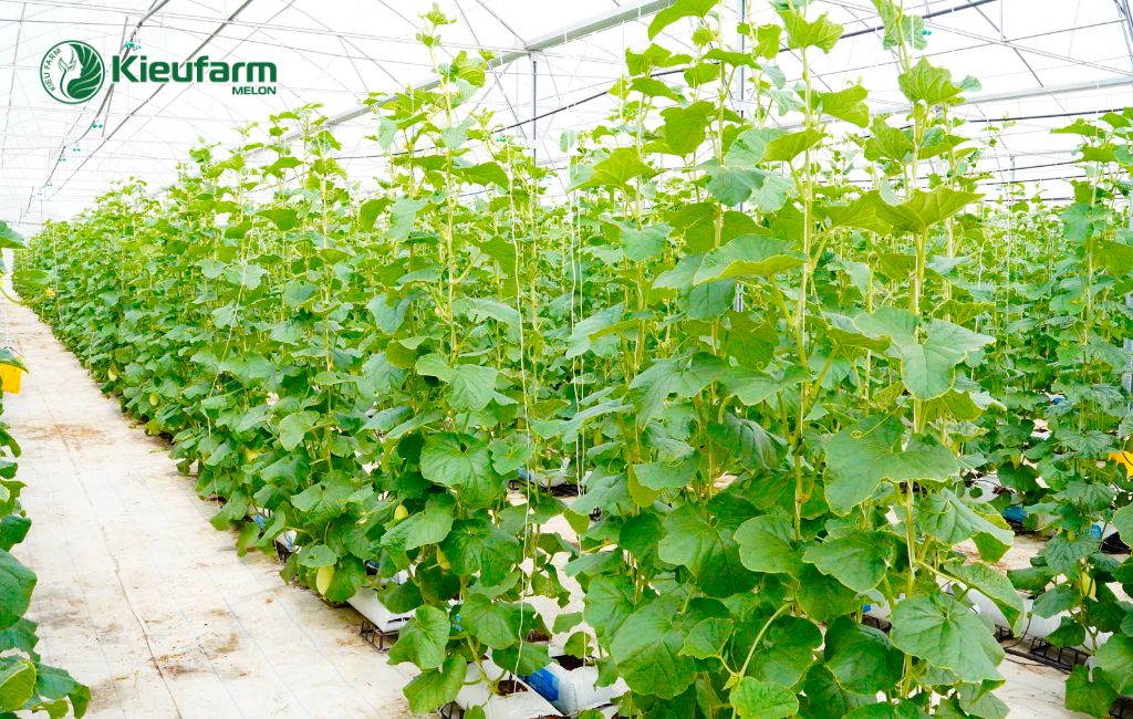 Đầu tư mô hình nhà màng dưa lưới tại Dak Nong