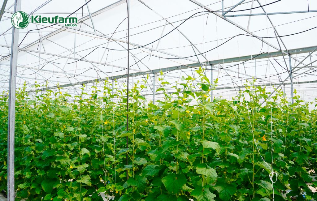 Đầu tư mô hình nhà màng công nghệ cao