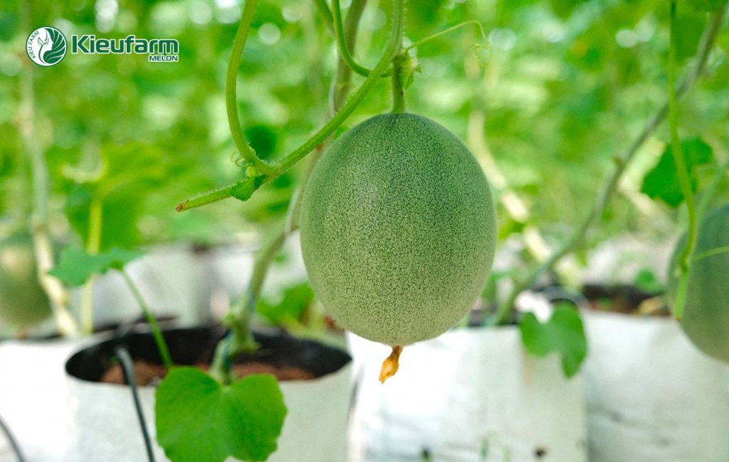 Lợi ích đầu tư làm nhà màng dưa lưới