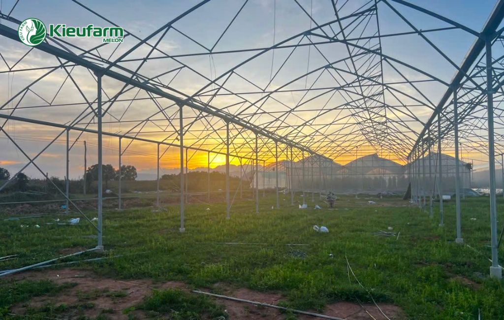 Thi công nhà màng dưa lưới tại Bình Thuận 