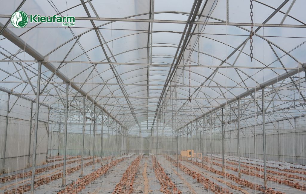 Thi công nhà màng dưa lưới tại Kieufarm