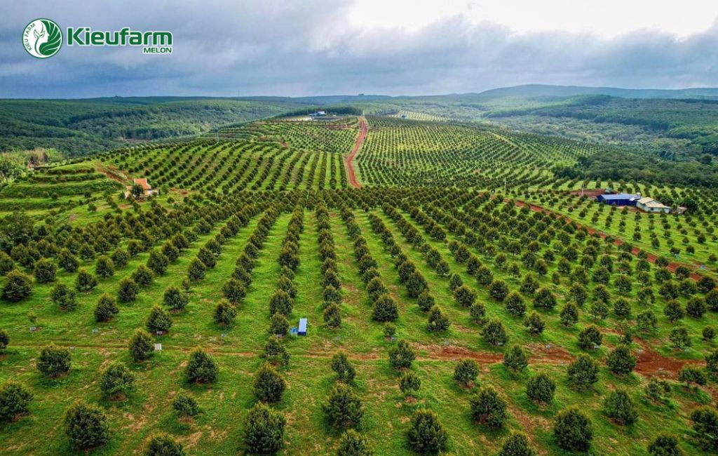 Xu hướng nông nghiệp công nghệ cao Tiền Giang