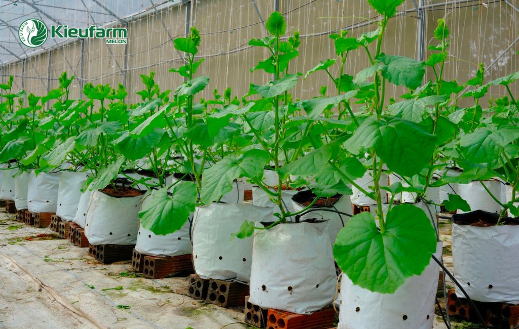 Chi phí thi công nhà màng dưa lưới tại Long An