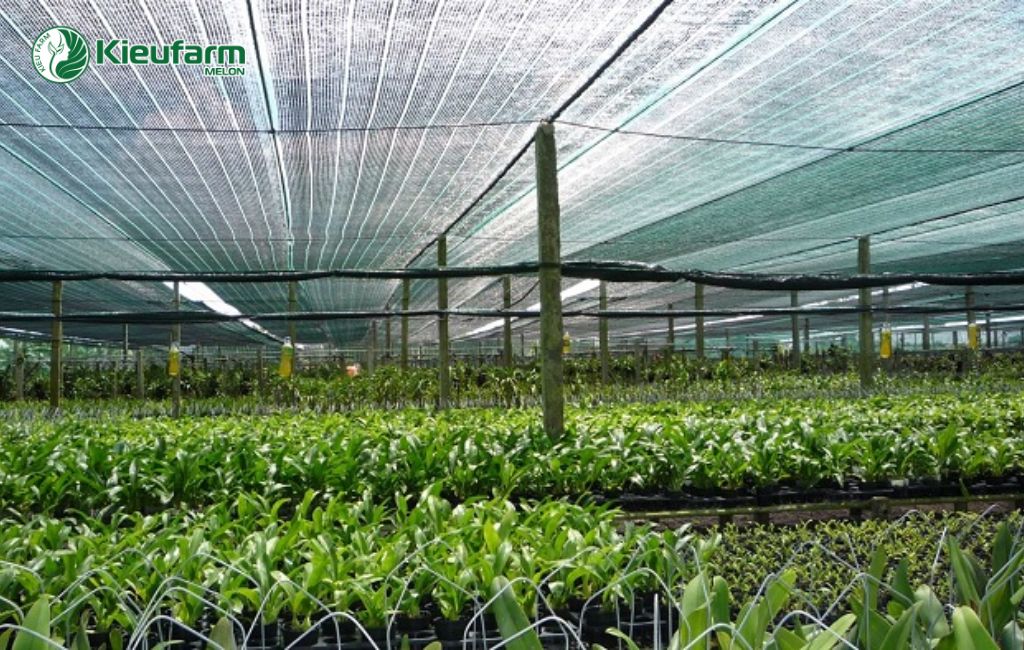 Ứng dụng công nghệ cao nhà màng và thủy canh