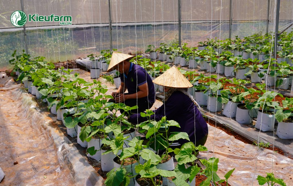 Dịch vụ thi công nhà màng chuyên nghiệp