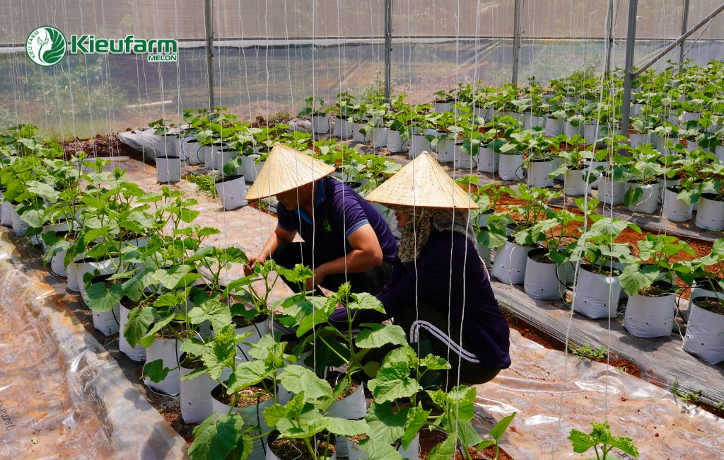 Dịch vụ thi công nhà màng dưa lưới trọn gói tại Gia Lai