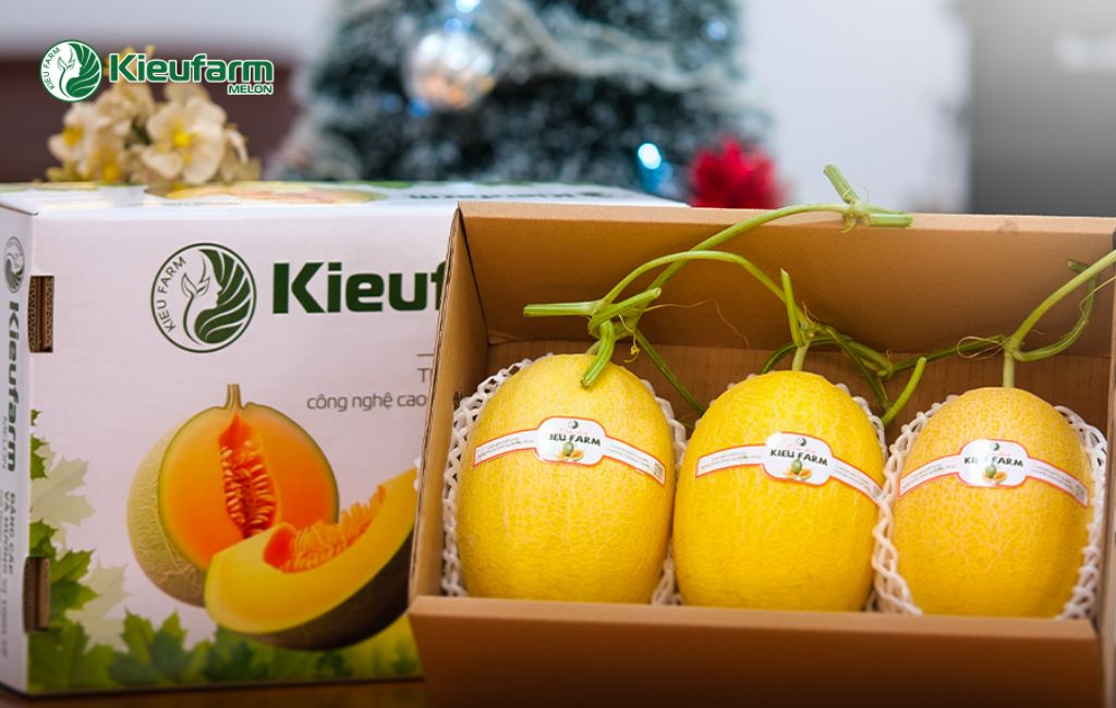Dịch vụ thi công nhà màng dưa lưới tại Kiên Giang