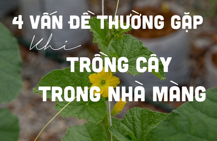 4 vấn đề thường gặp khi trồng cây trong nhà màng và cách giải quyết