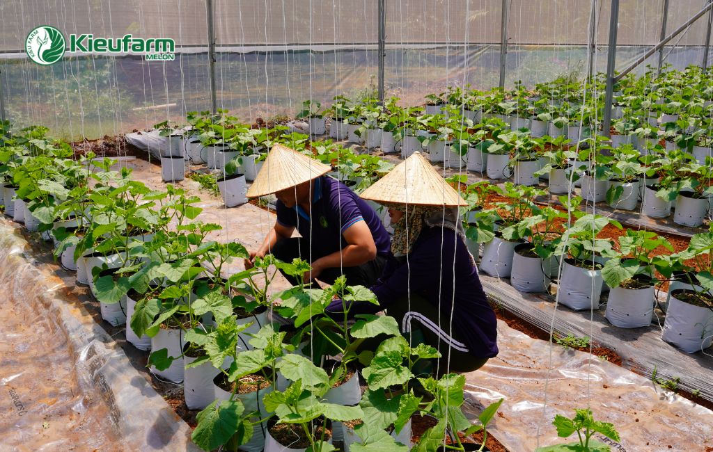 Kieufarm hỗ trợ kỹ thuật chuyên sâu