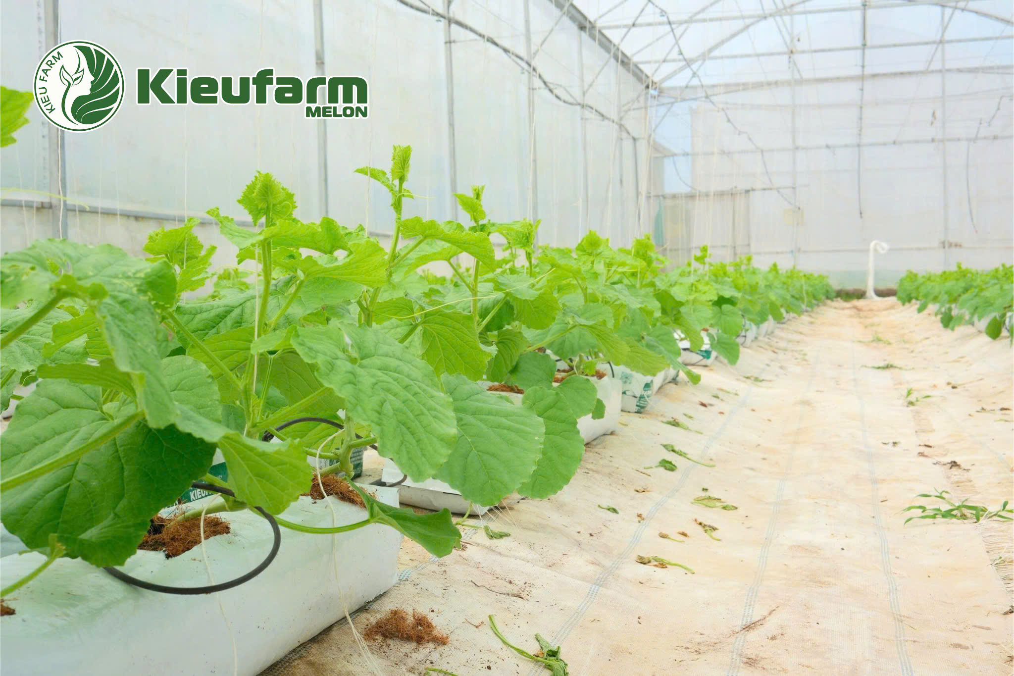 Cần bón kết hợp cả phân hữu cơ và phân khoáng trong giai đoạn ra hoa theo tỷ lệ chuẩn.