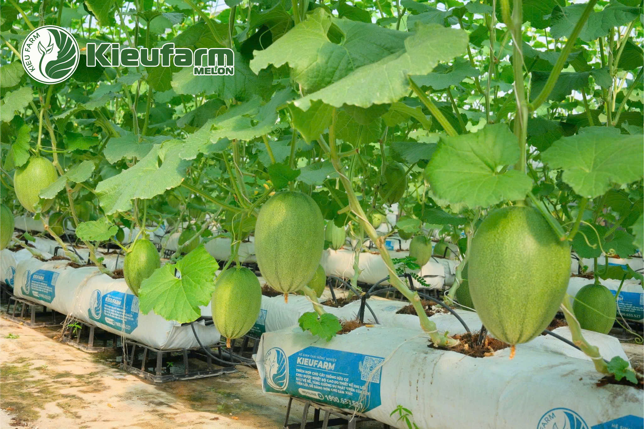 Việc bón phân cho dưa lưới giai đoạn ra hoa cần điều chỉnh linh hoạt theo điều kiện thực tế.