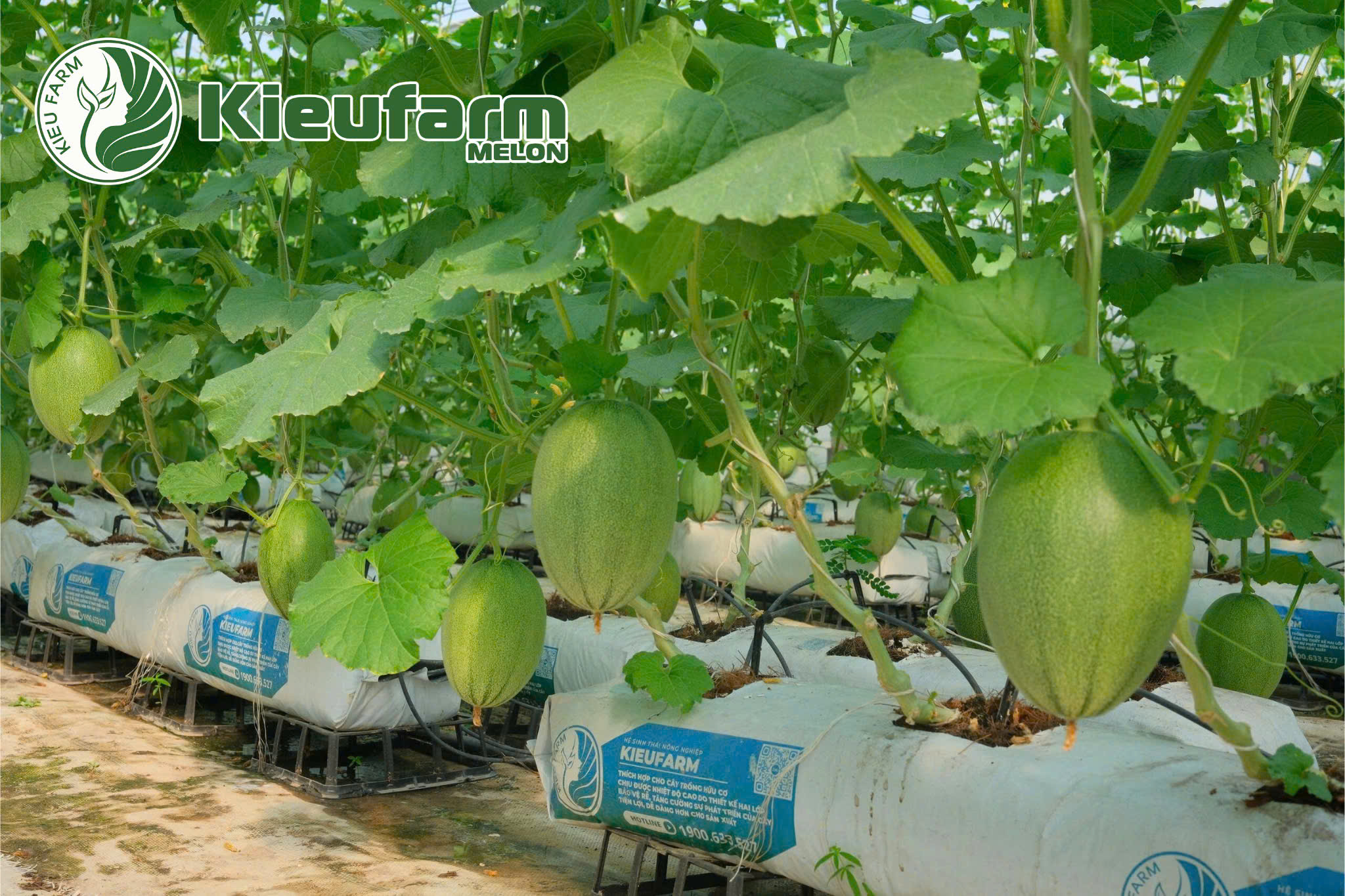 Thụ phấn bằng tay bí quyết vàng giúp người trồng chủ động trong sản xuất, kiểm soát chất lượng và gia tăng lợi nhuận.