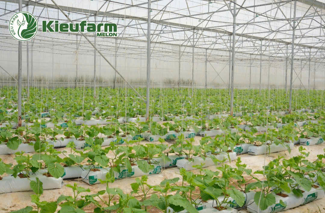 Duy trì độ ẩm hợp lý - ánh sáng đầy đủ là điều kiện tiên quyết để cây phát triển đồng đều, khỏe mạnh.