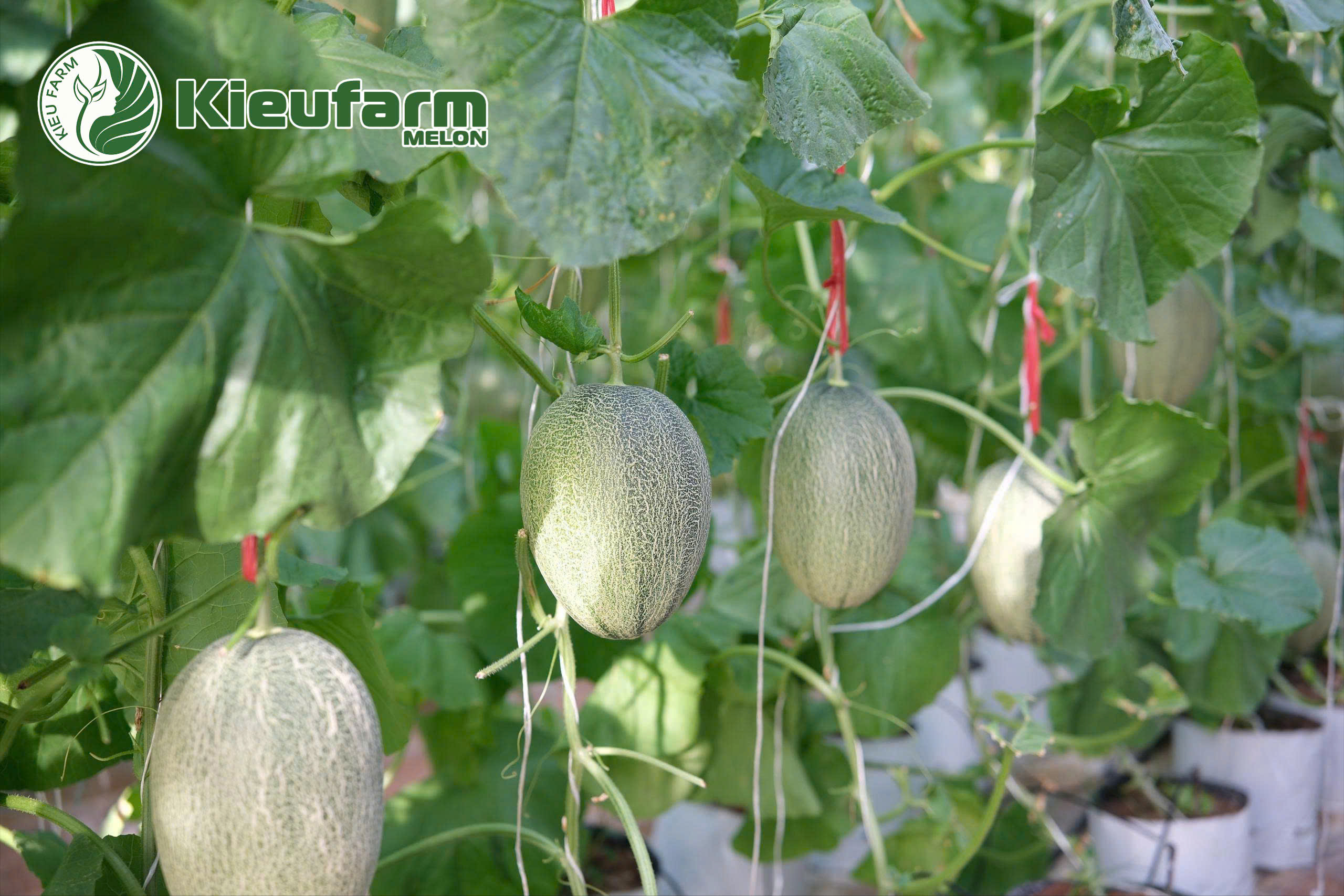 Quy trình chăm sóc và bảo vệ cây con phát triển đạt tiêu chuẩn dự báo cho nhà vườn về một vụ mùa thu hoạch bội thu.