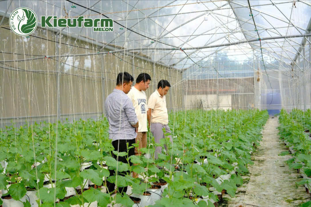 Kieufarm luôn hướng đến tiêu chí nông nghiệp sạch – hiệu quả bền vững – giá trị khác biệt. 