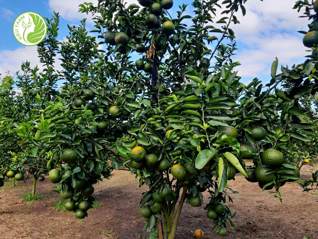 Cam sành Hiếu Liêm - Kiều Farm 1kg