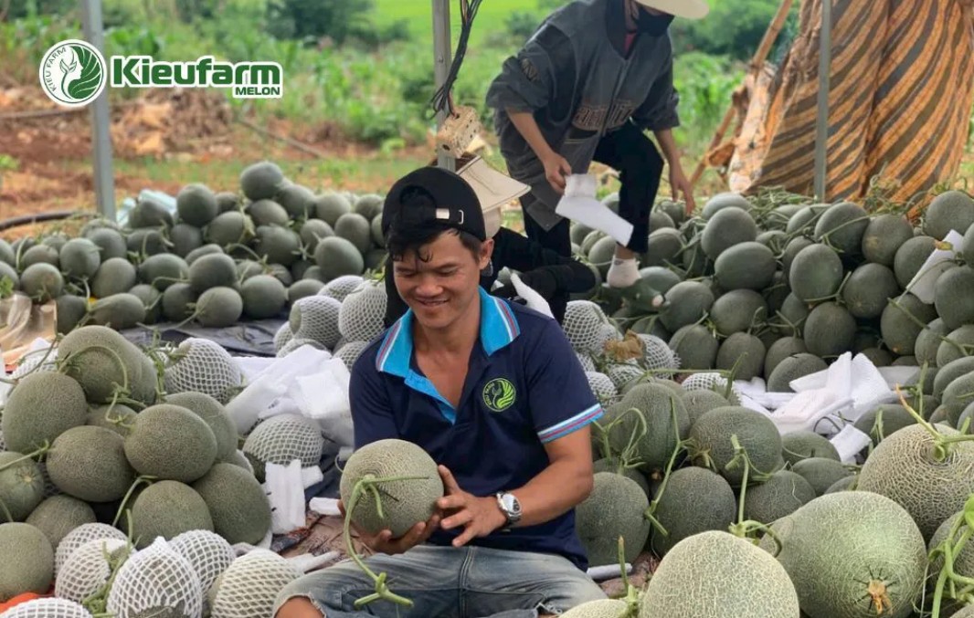 Việc xây dựng chuỗi tiêu thụ và tìm kiếm đơn vị đồng hành trở thành ưu tiên hàng đầu cho người trồng dưa lưới.