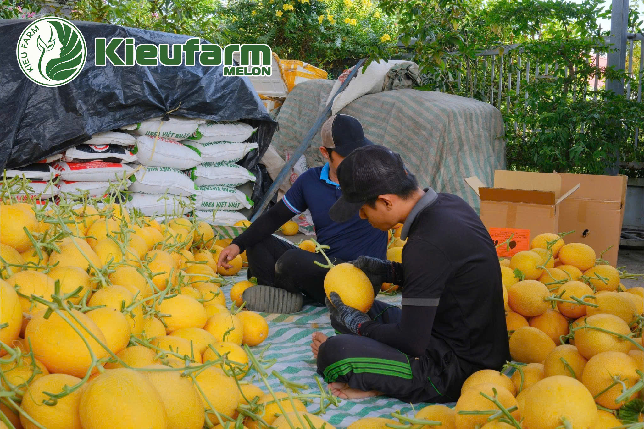 Giải quyết trọn vẹn nỗi lo về đầu ra – yếu tố quyết định sự thành công trong sản xuất dưa lưới sạch.