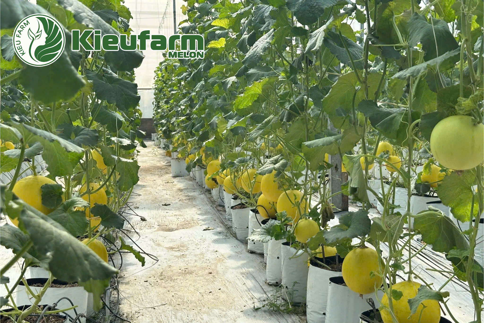 Kieufarm tiên phong trong ứng dụng công nghệ cao và quy trình trồng dưa lưới sạch.