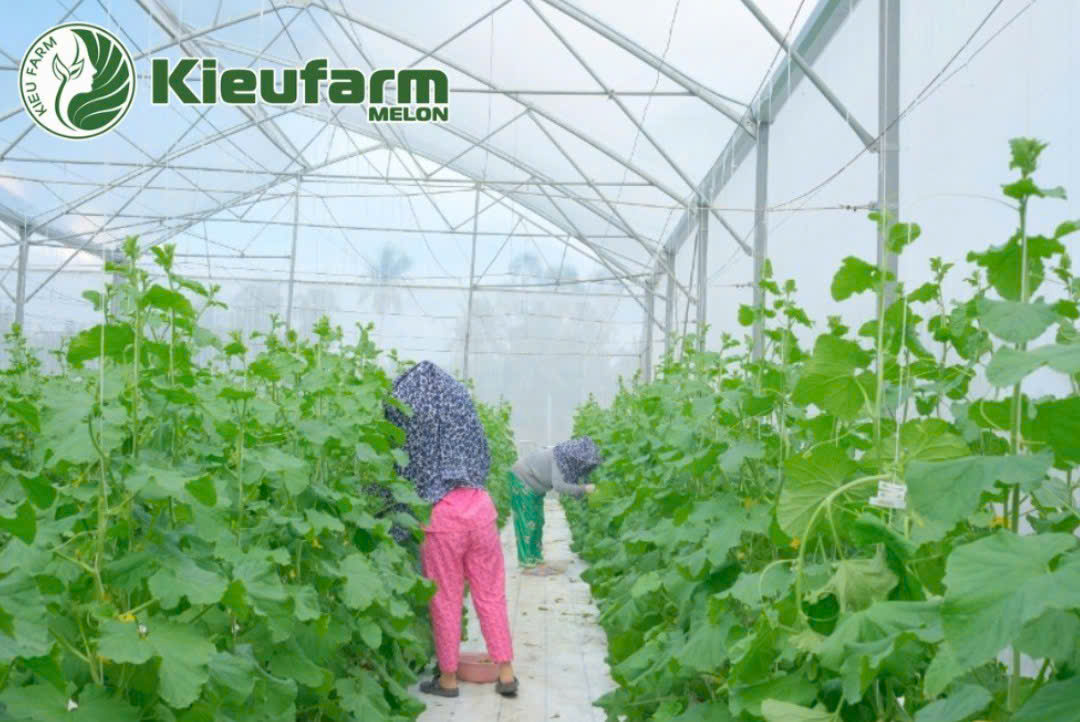 Mô hình không chỉ giúp tăng năng suất, còn giúp sản phẩm tạo dấu ấn về chất lượng.