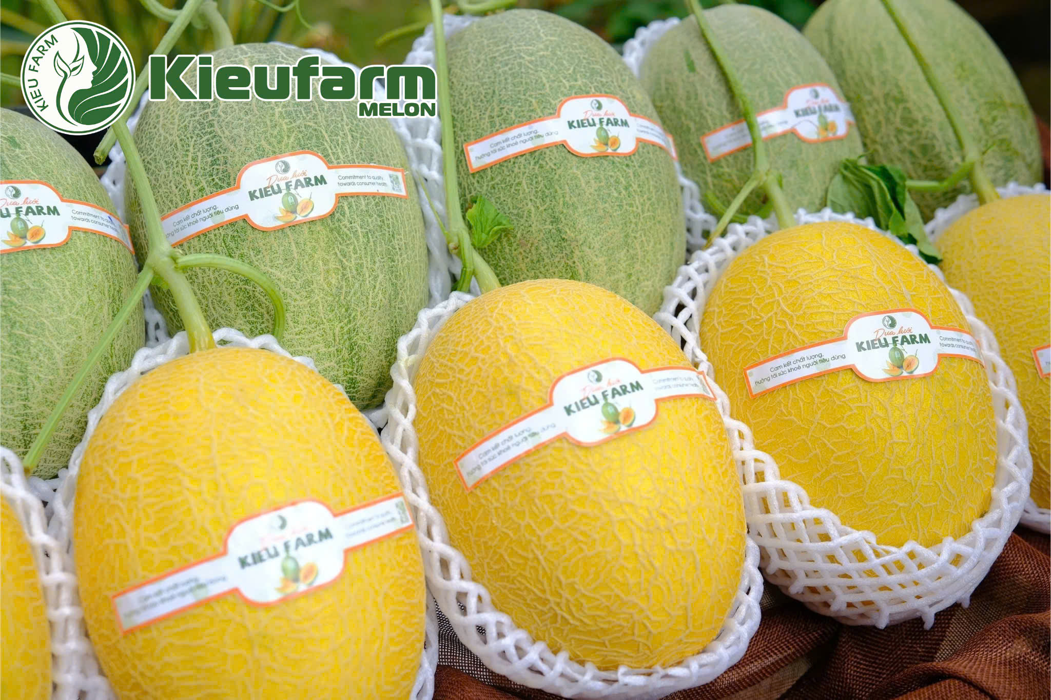 Dưa lưới vàng mật KF25 luôn có mặt ổn định trên thị trường, phân phối rộng khắp toàn quốc.