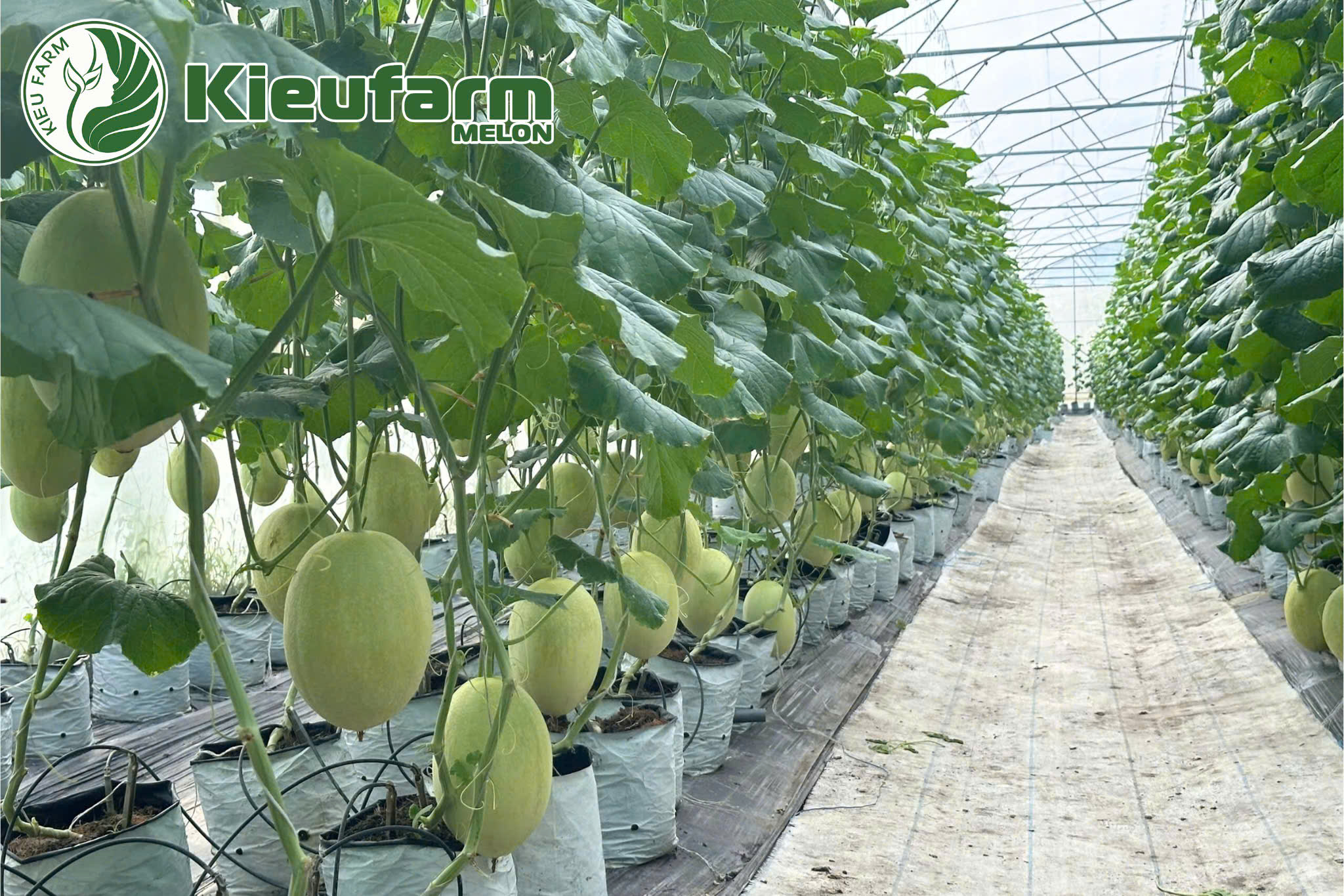 Dưa lưới phải tuân thủ một hệ thống tiêu chí nghiêm ngặt, từ quy trình trồng trọt đến khâu bảo quản.