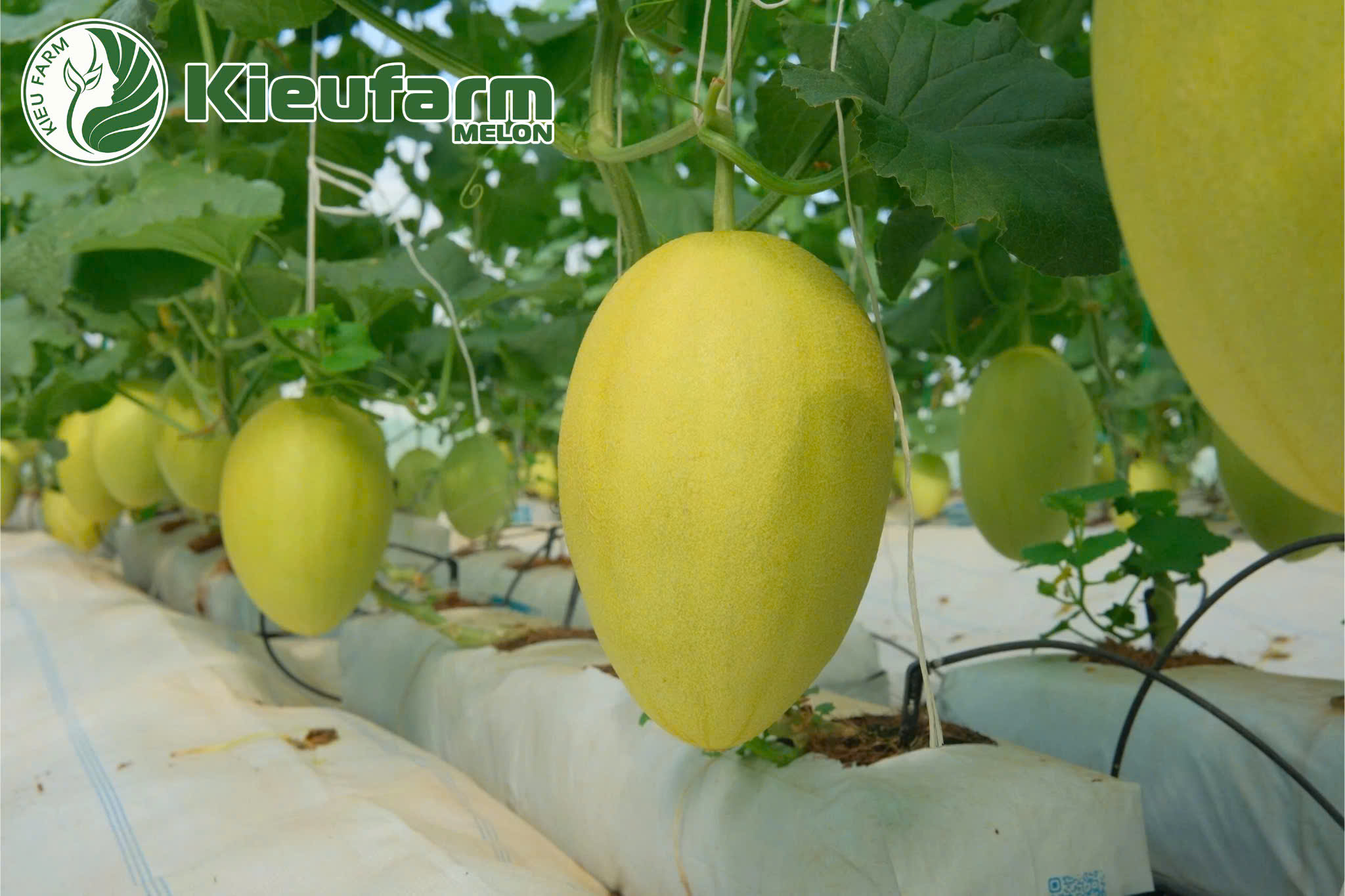 Dưa lưới xuất khẩu Nhật Bản là minh chứng rằng Kieufarm đã tạo ra sản phẩm chất lượng cao, đáp ứng tiêu chuẩn quốc tế.