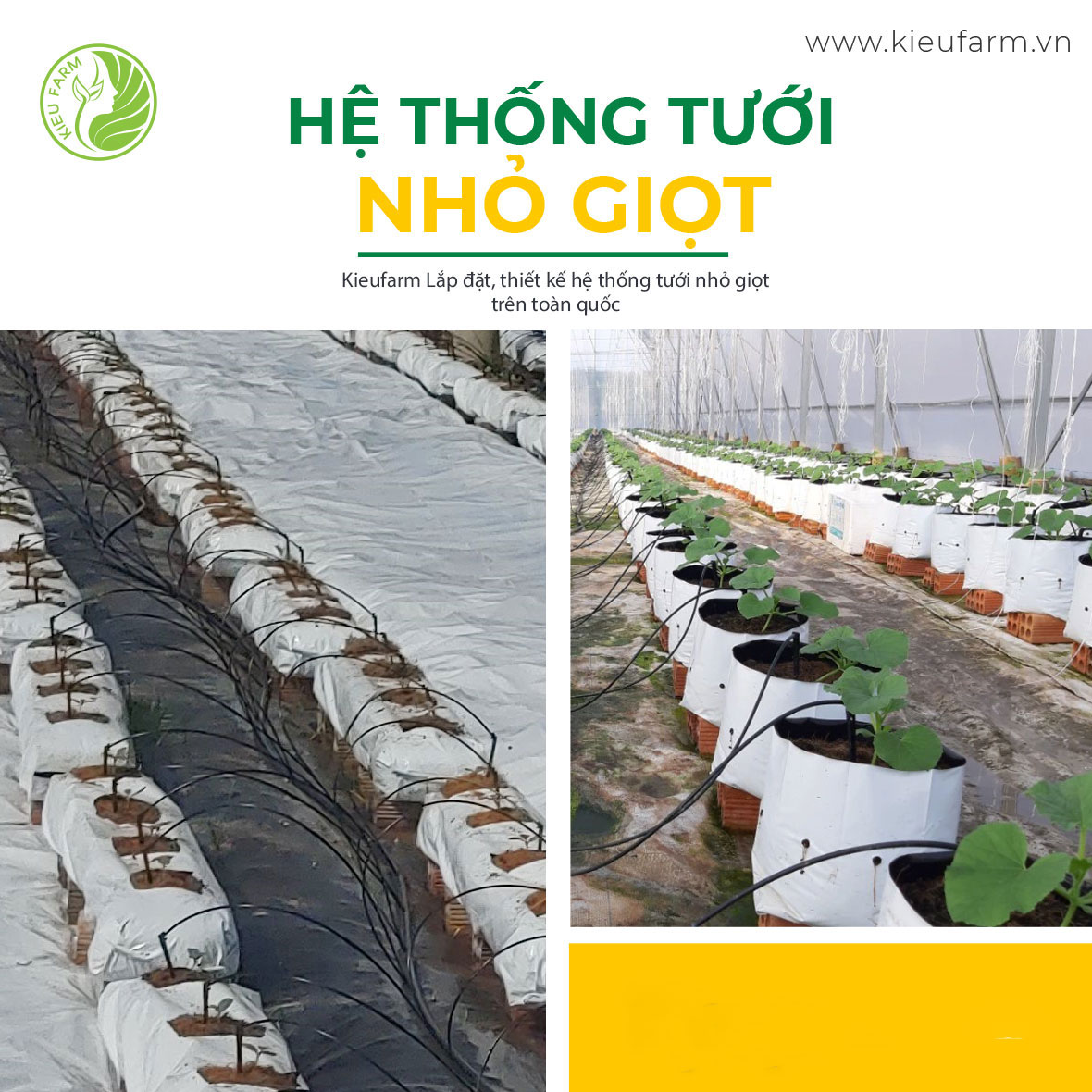 Lắp đặt hệ thống tưới nhỏ giọt