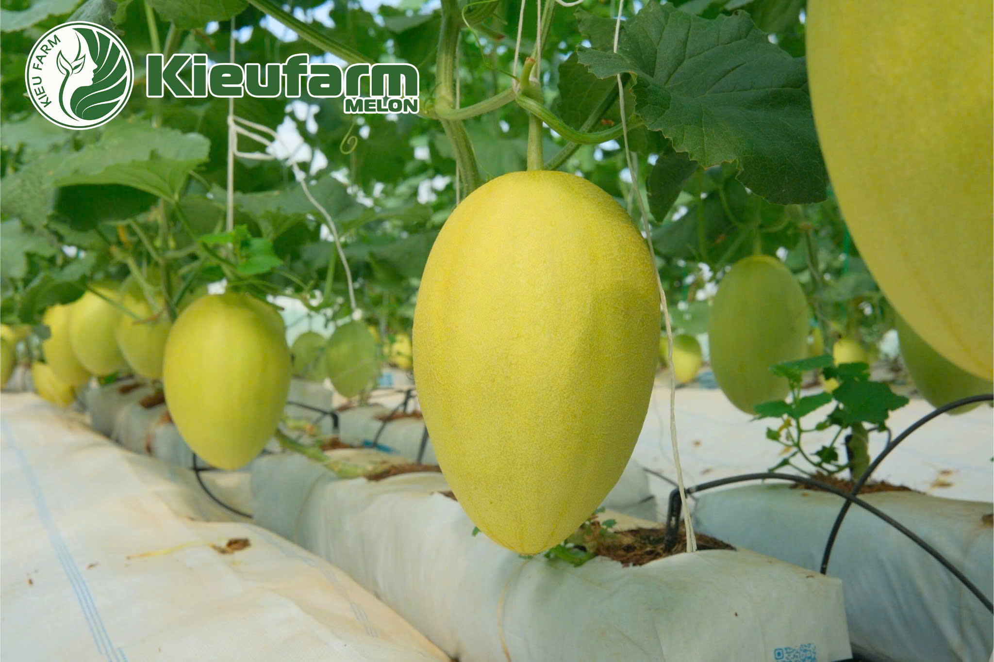 Kieufarm cung cấp giải pháp toàn diện cho hệ thống tưới nhỏ giọt trong nhà màng dưa lưới.