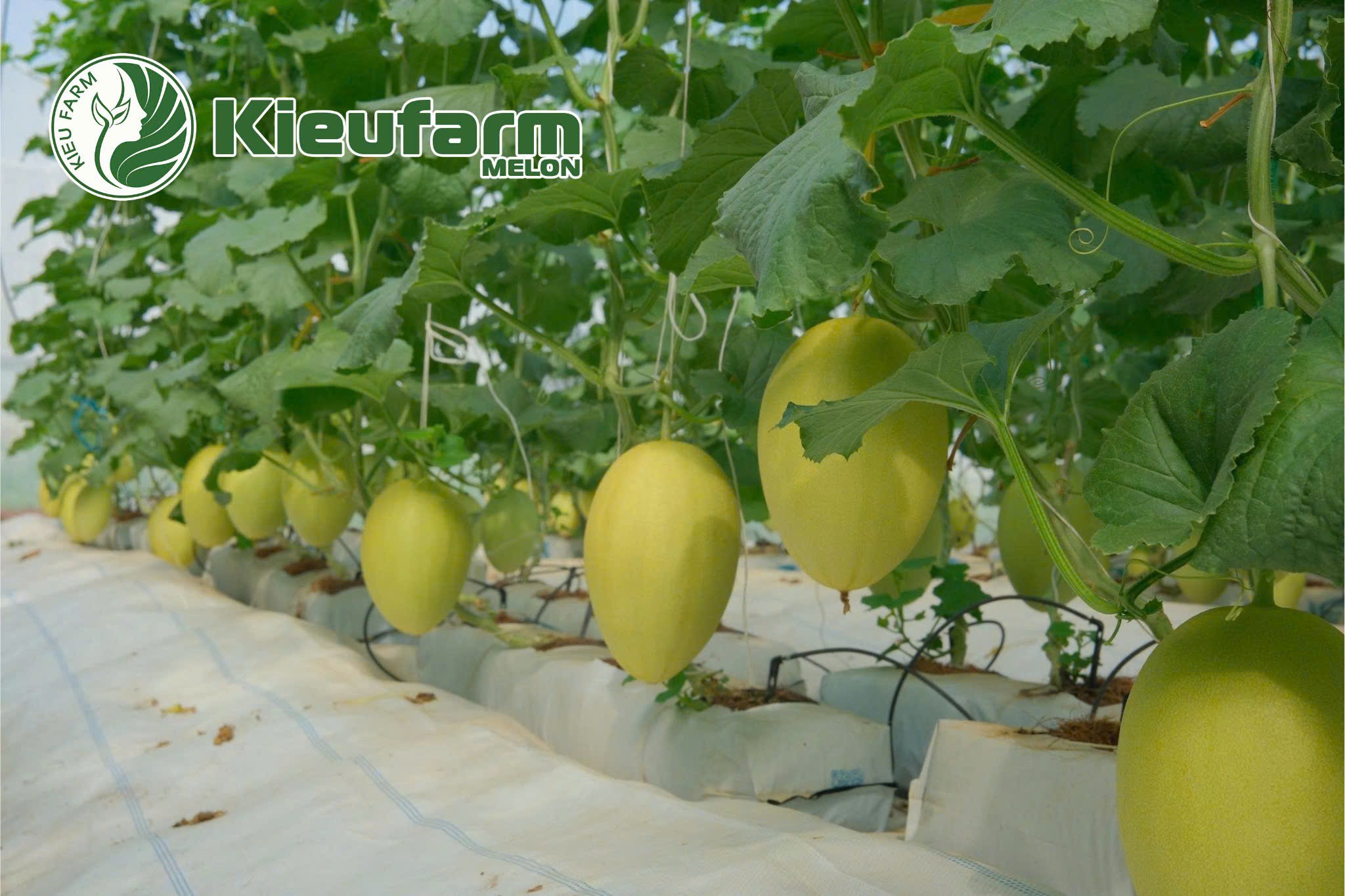 Nhờ liên kết chuyên nghiệp, người trồng không còn lo đầu ra mà có thể tập trung hoàn toàn vào chất lượng.