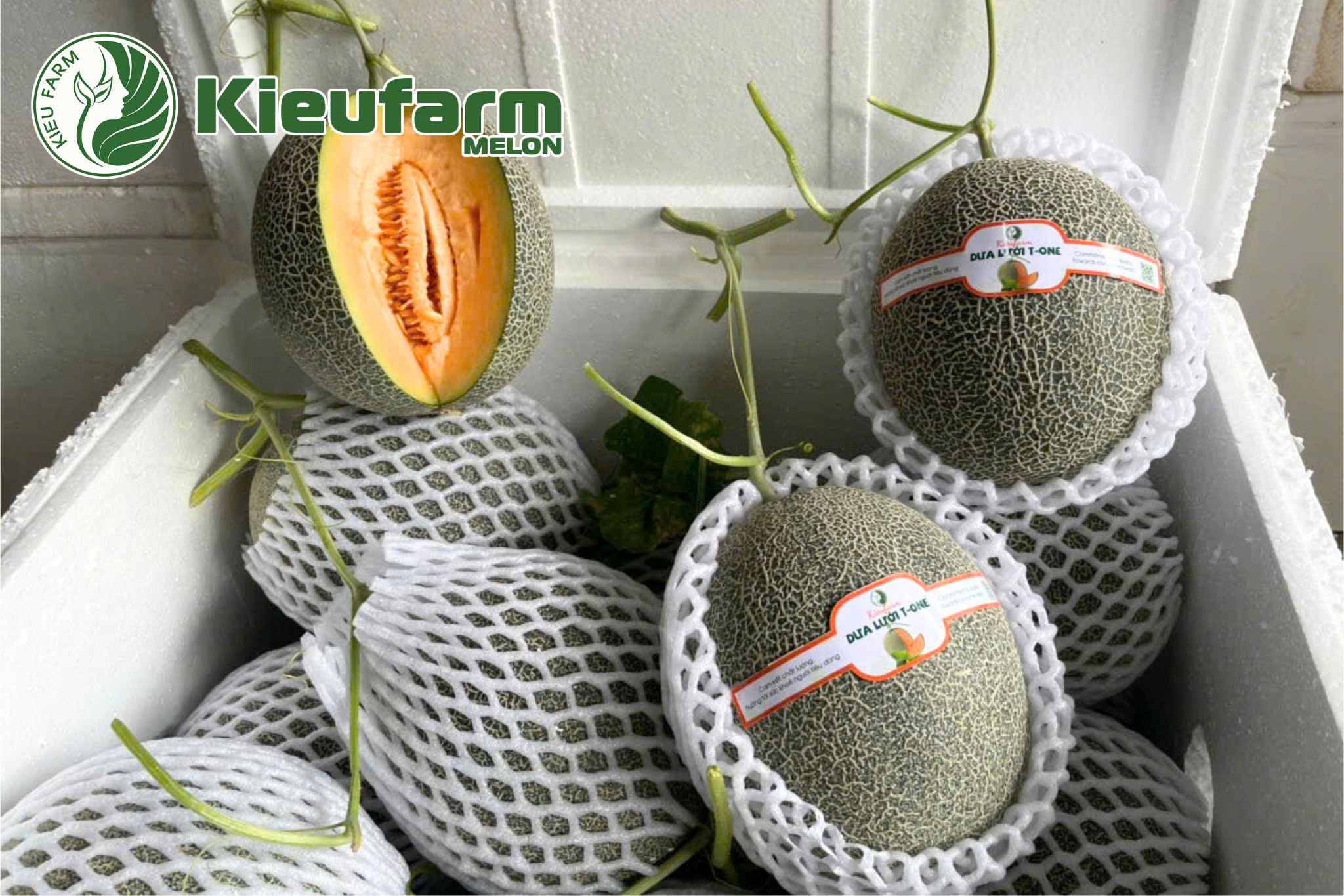 Định hướng mô hình kinh doanh dưa lưới phù hợp sẽ hạn chế rủi ro ngay từ giai đoạn đầu.