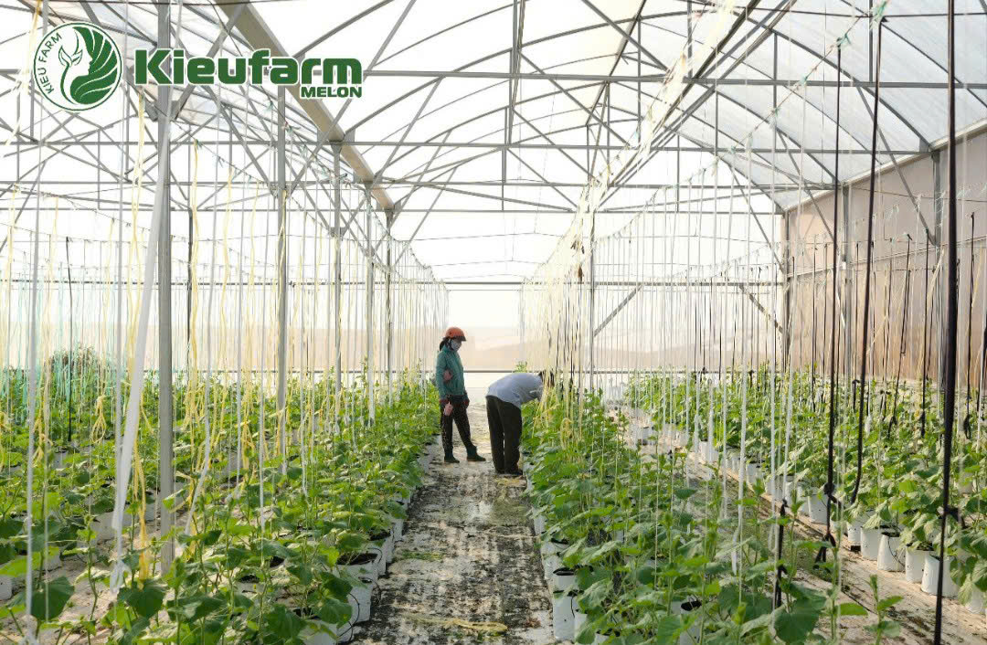 Kiểm soát nhiệt độ thích hợp khi trồng trọt là yếu tố cốt lõi trong mọi mô hình canh tác bền vững.