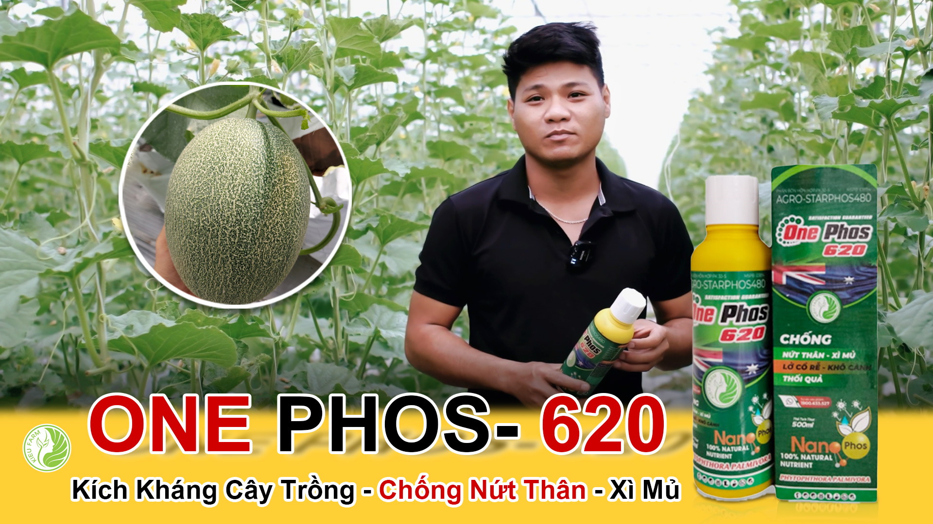 Phân bón One Phos 620 giúp kích kháng cây trồng và tiêu diệt mầm bệnh